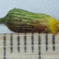 Blumea virens DC.